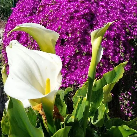 別荘 Il Giardino Di Gio' *